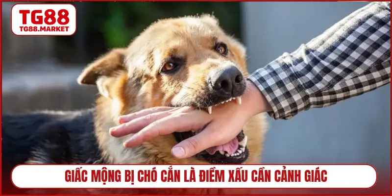 Giấc mộng bị chó cắn là điềm xấu cần cảnh giác